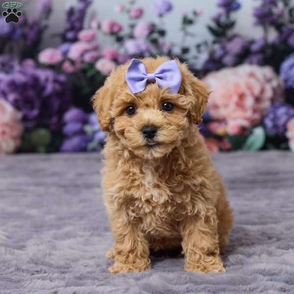 Pansy, Bich-Poo Puppy